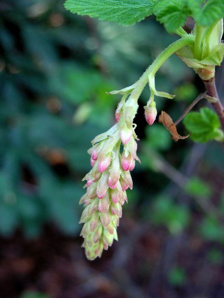 Soubor:Pink-flowering current.JPG