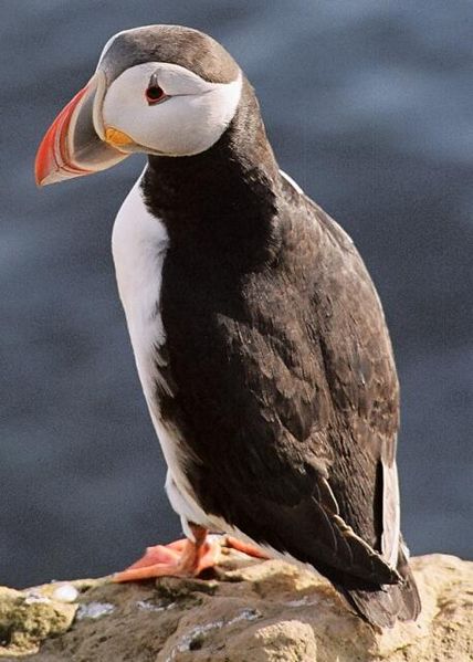 Soubor:Puffin2.jpg