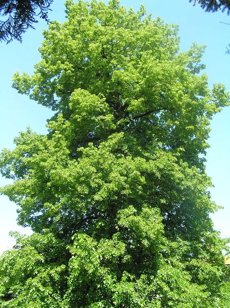 Soubor:Tilia euchlora1.JPG