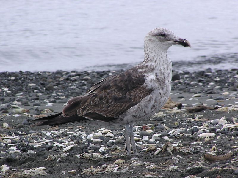 Soubor:Juvenile black backed gull.jpg