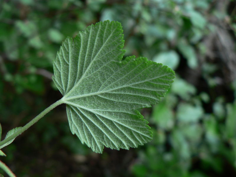 Soubor:Ribes sanguineum 38495.JPG