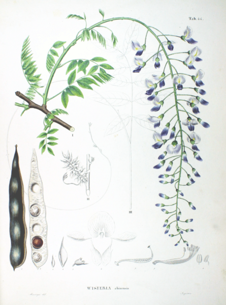 Soubor:Wisteria sinensis SZ44.png