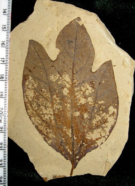 Soubor:Sassafras hesperia 01.jpg