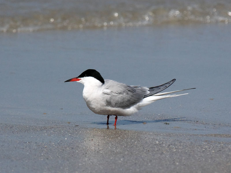 Soubor:Common Tern.jpg