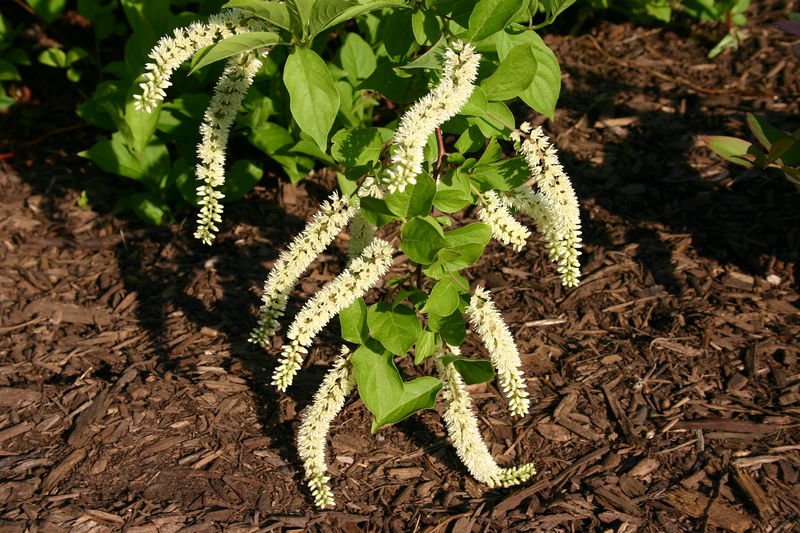 Soubor:Itea virginica flowers 001.JPG