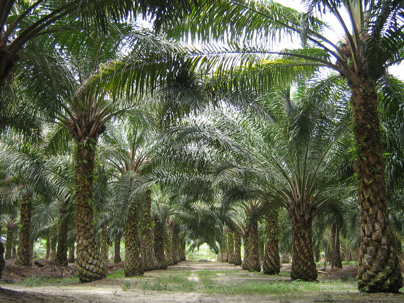 Soubor:Oilpalm malaysia.jpg