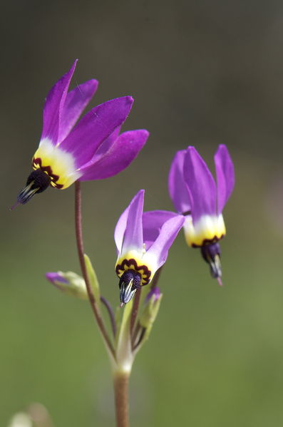 Soubor:Dodecatheonclevelandii1.jpg