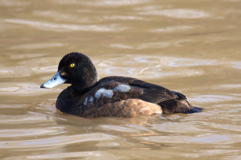 Soubor:Greater-Scaup.jpg