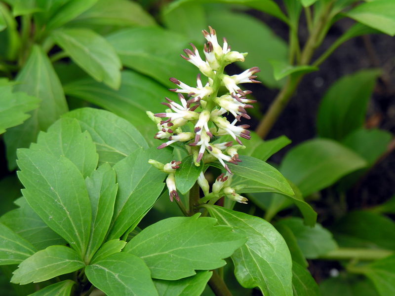 Soubor:Pachysandra terminalis1.JPG