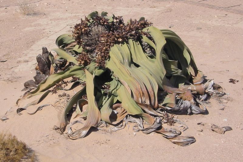 Soubor:Welwitschia.jpg