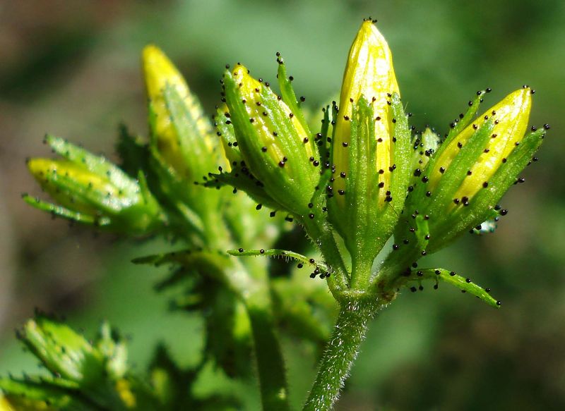 Soubor:Hypericum hirsutum4 W.jpg