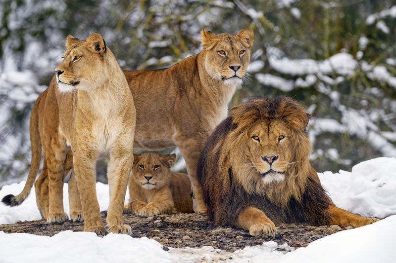 Soubor:Four lions-ZOO2020-Flickr.jpg