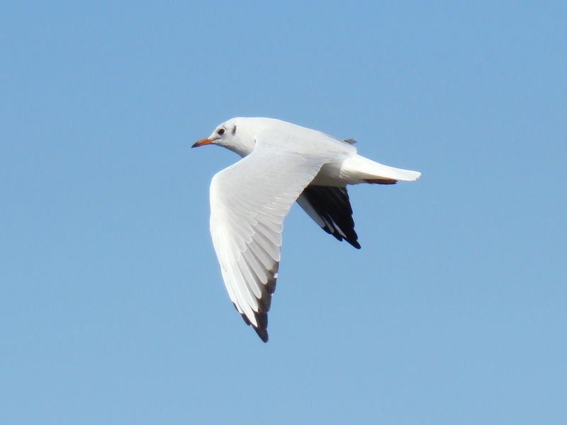 Soubor:Black-headed Gull-Mindaugas Urbonas-10.jpg