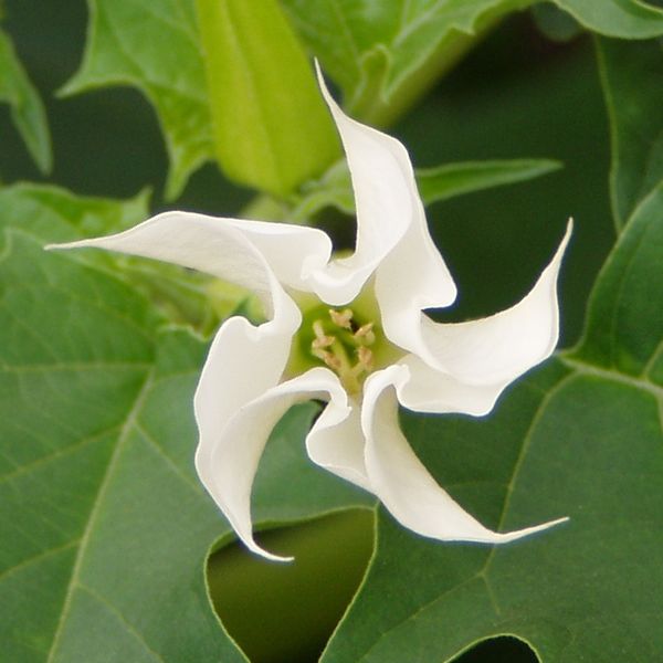 Soubor:Datura stramonium white flower.jpg