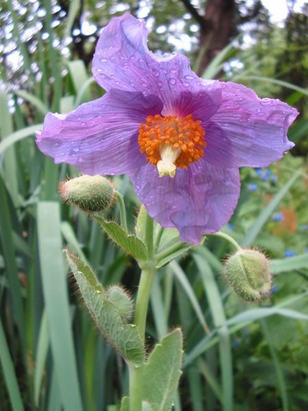 Soubor:Meconopsis.jpg