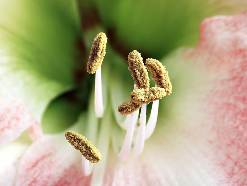 Soubor:Amaryllis stamens aka.jpg