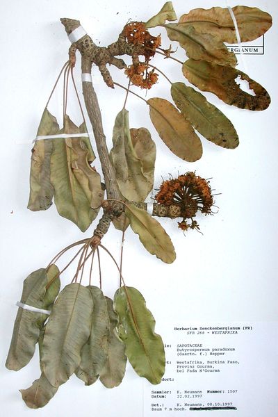 Soubor:Specimen Vitellaria paradoxa.jpg