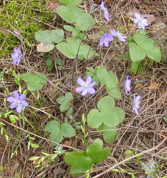 Soubor:Hepatica nobilis.jpg