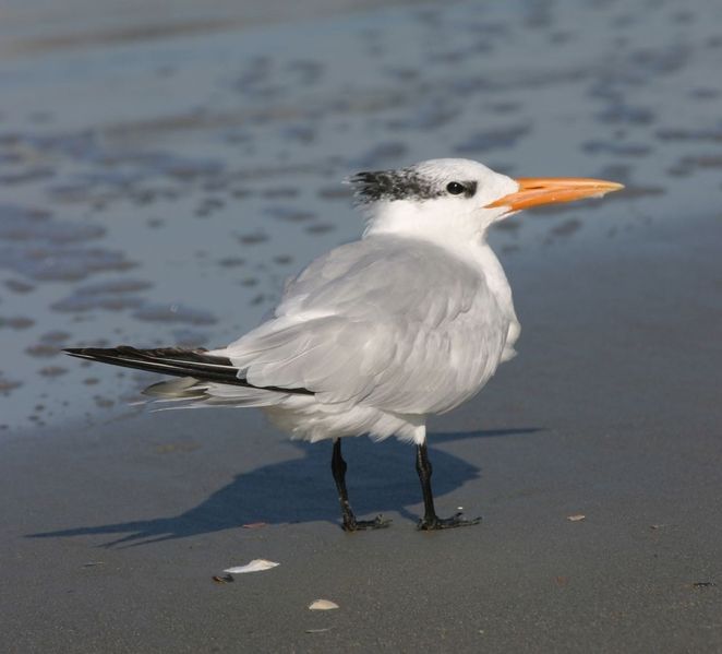 Soubor:Sterna maxima beach.jpg