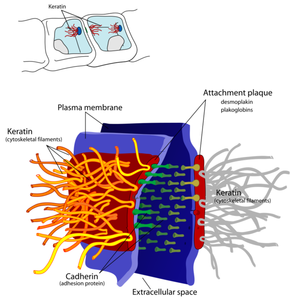 Soubor:Desmosome cell junction en.png