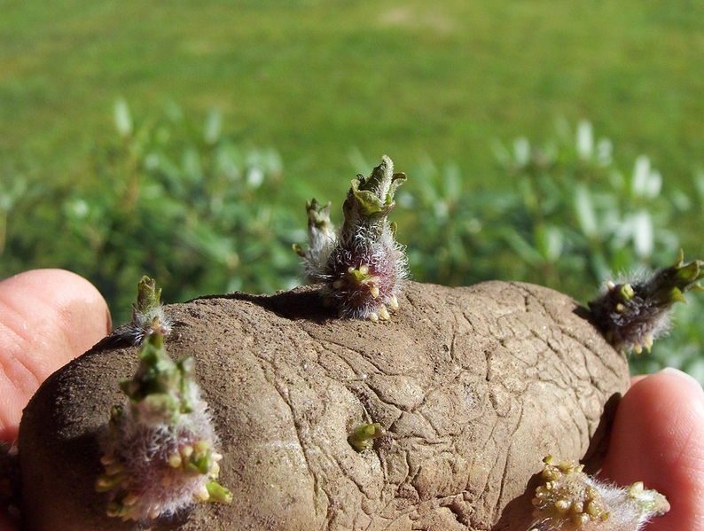 Soubor:Potato EarlyRose sprouts.jpg