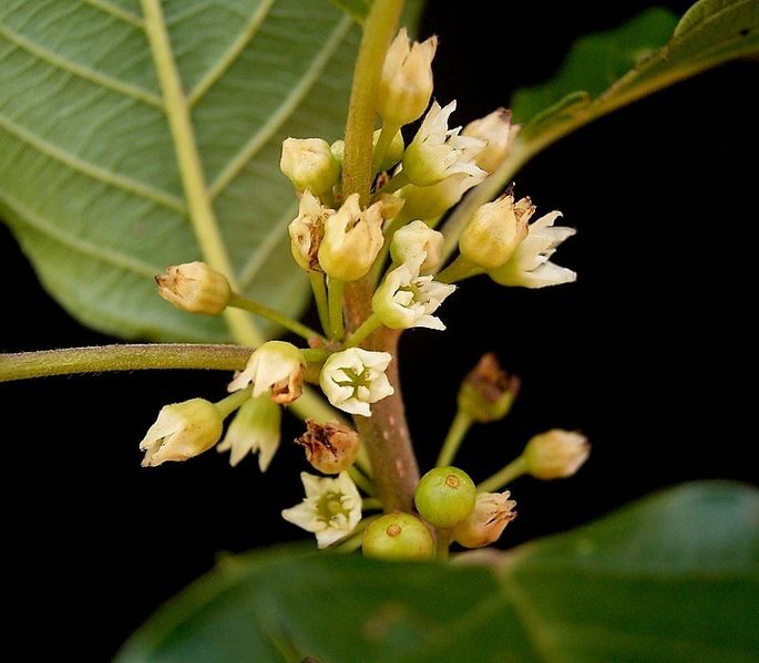 Soubor:Rhamnus frangula 07 ies.jpg