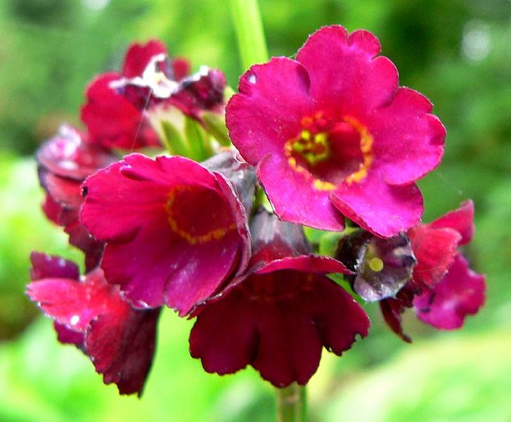 Soubor:Primula anisodora flowers.jpg