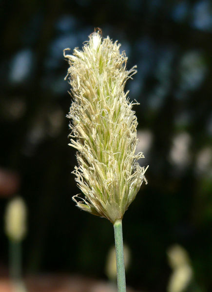 Soubor:Sesleria caerulea 2.jpg