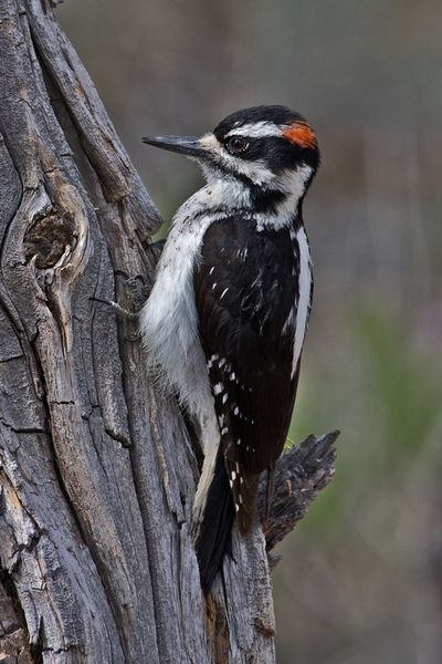 Soubor:Hairy Woodpecker.jpg