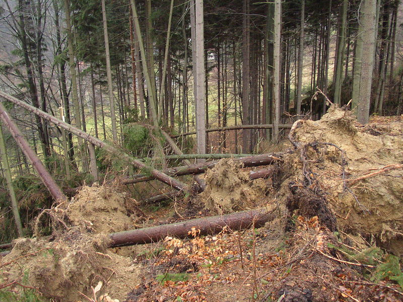 Soubor:Wald nach Kyrill.JPG