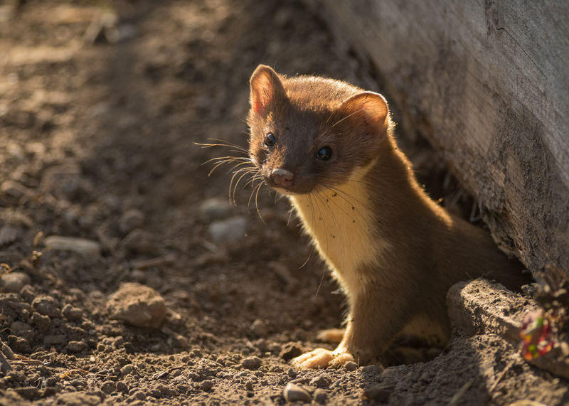 Soubor:Long-tailed Weasel (Mustela frenata)-Flickr1.jpg