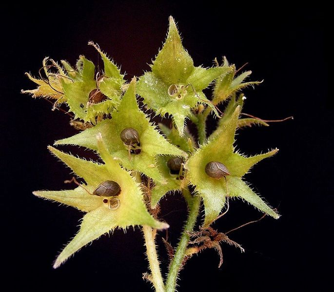 Soubor:Symphytum officinale 08 ies.jpg