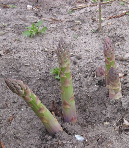 Soubor:Asperges Asparagus officinalis.jpg