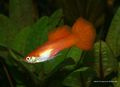 Guppy red male.jpg