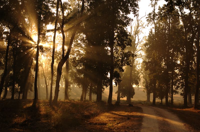 Soubor:Morning-in-kanha-park.jpg