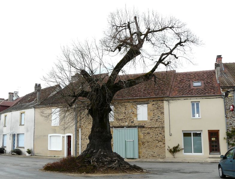 Soubor:Angoisse arbre.JPG