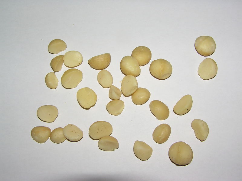 Soubor:Natural Macadamias Premium 01.jpg