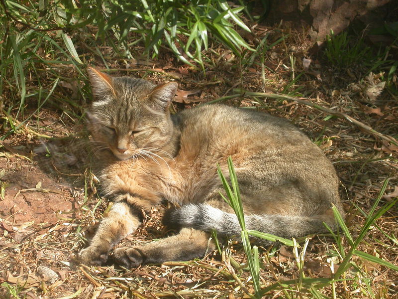 Soubor:AfricanWildCat.jpg