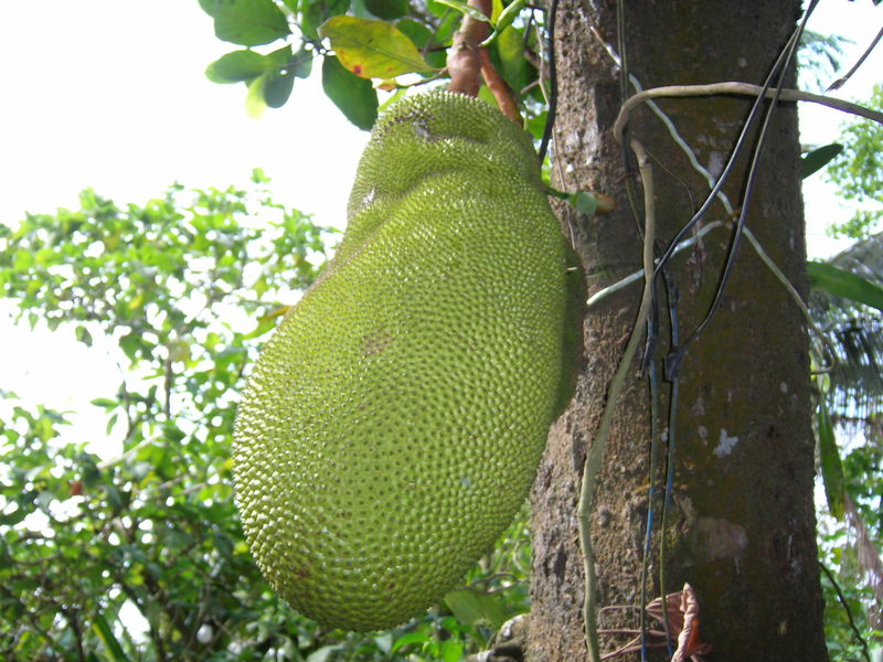 Soubor:Jackfruit.jpg