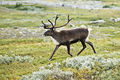 20070818-0001-strolling reindeer.jpg