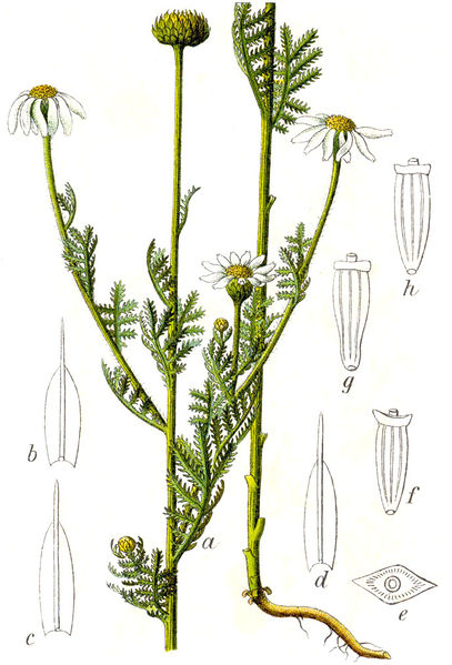 Soubor:Anthemis austriaca Sturm42.jpg