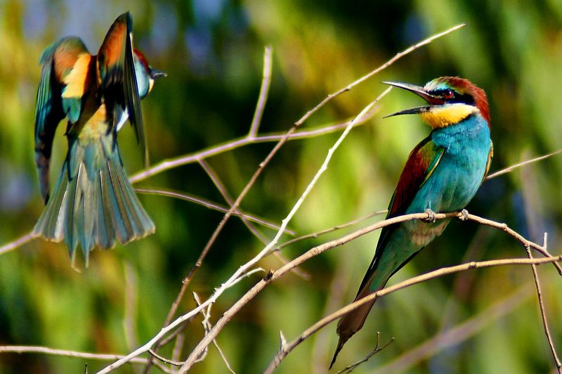 Soubor:European Bee-eater (Merops apiaster)-8.jpg