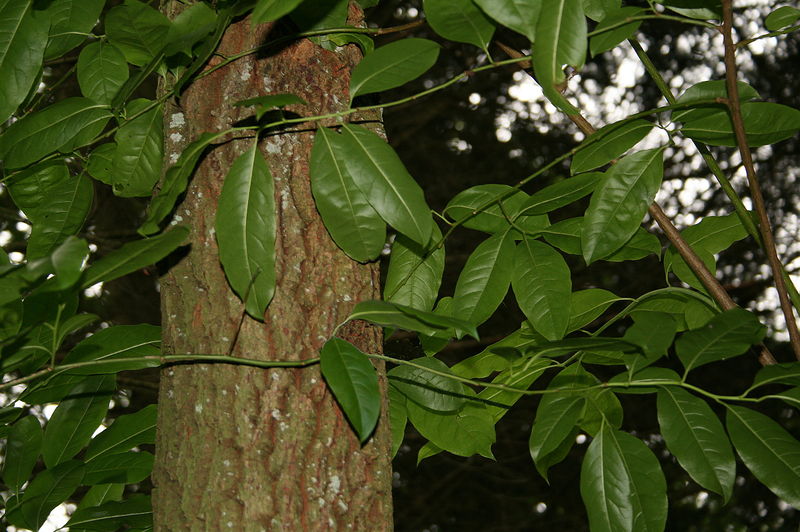 Soubor:Oxydendron arboreum JPG1.jpg