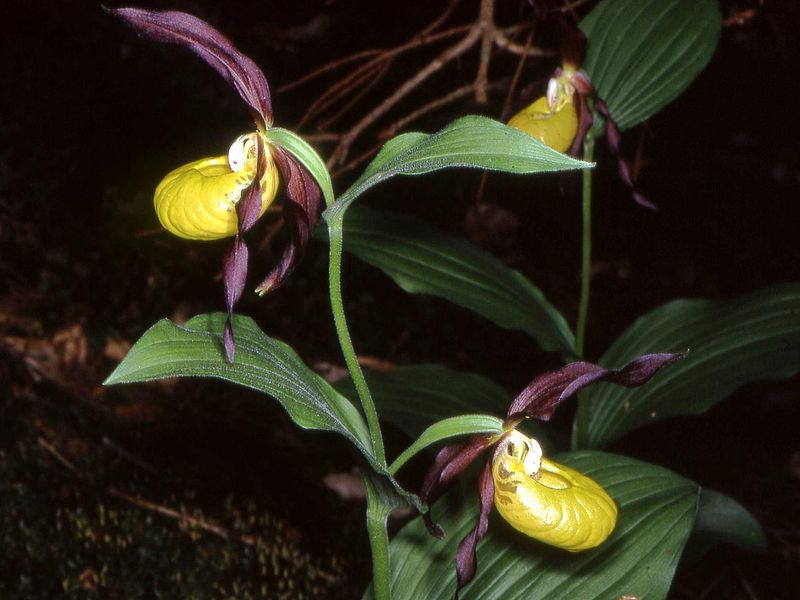 Soubor:Cypripedium calceolus Bayern 01.jpg