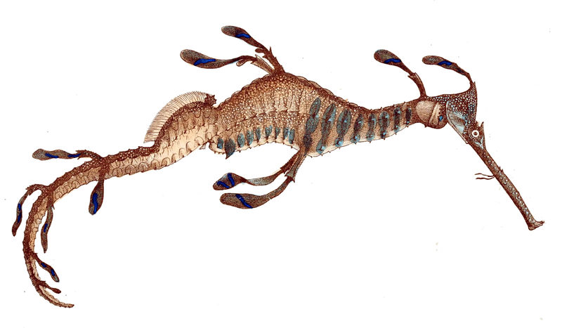 Soubor:Phyllopteryx taeniolatus McCoy.jpg