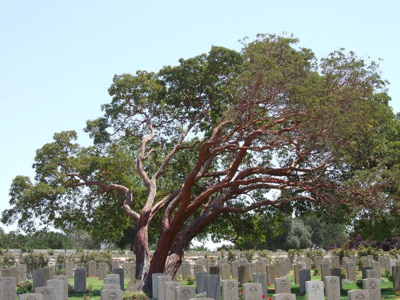 Soubor:Arbutus andrachne - D7-08-1453.JPG