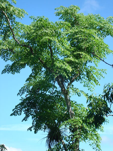 Soubor:Aralia rex2.JPG