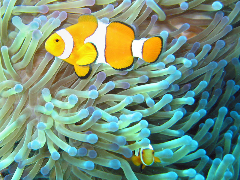 Soubor:Common clownfish.jpg