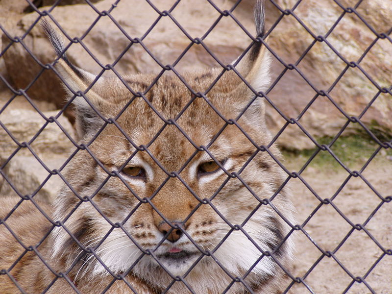 Soubor:Eurasian Lynx.jpg