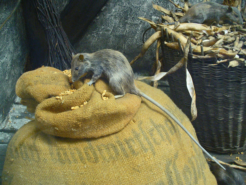 Soubor:Rattus rattus 01.JPG